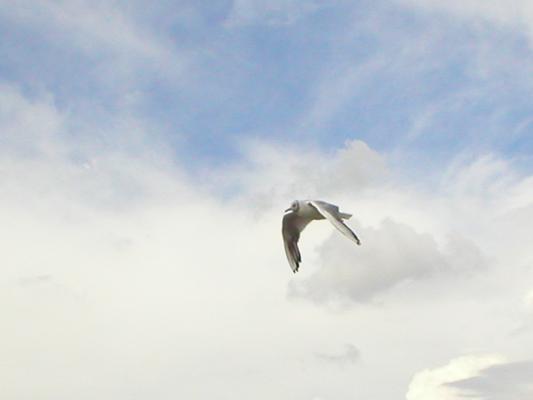 Soaring seagull at Ogmore-by-Sea