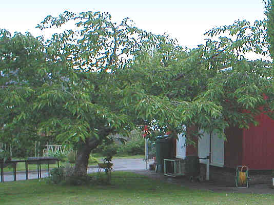 Ornamental Flowering Cherry planted in memory of David Canning