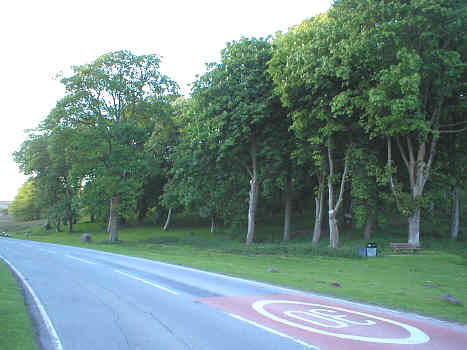 Planted to mark Diamond Jubilee of HM Queen Victoria in 1897