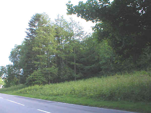 Planted to mark Investiture of HRH Prince Charles and his 21st birthday in 1969