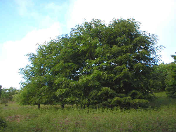 Planted to mark 1981 marriage of HRH Prince Charles & Lady Diana Spencer