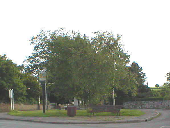 Silver birch planted to mark Wards of the Parish