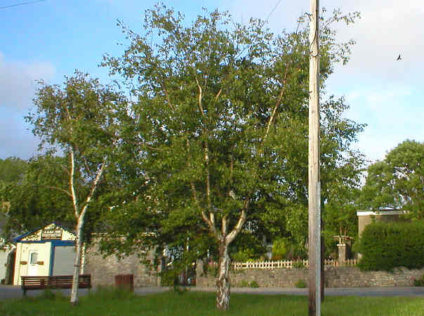 Silver birch planted to mark Wards of the Parish