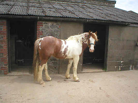 Horse in yard