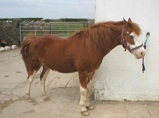 Horse in yard