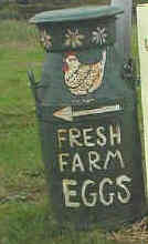  Pool Farm, St. Brides Major (milk churn advertising fresh farm eggs)